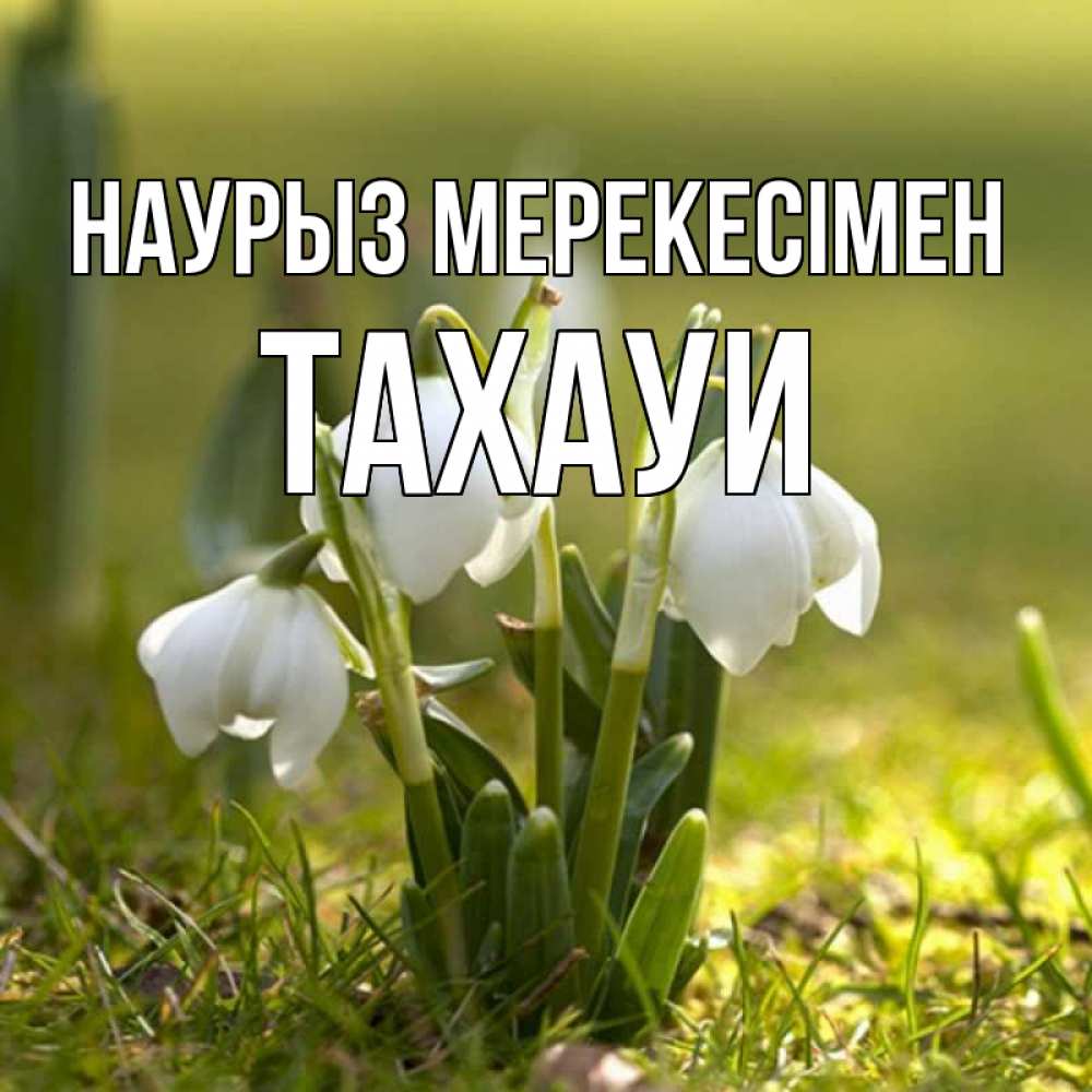 Күн сайын ашық хат с именем, ТАХАУИ Наурыз мерекесімен ранние цветы 2 Онлайн тегін жүктеп алу тілектері бар керемет карта 