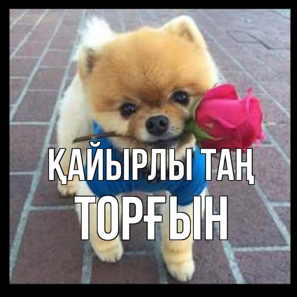 Күн сайын ашық хат с именем, ТОРҒЫН Қайырлы таң роза в зубах Онлайн тегін жүктеп алу тілектері бар керемет карта 