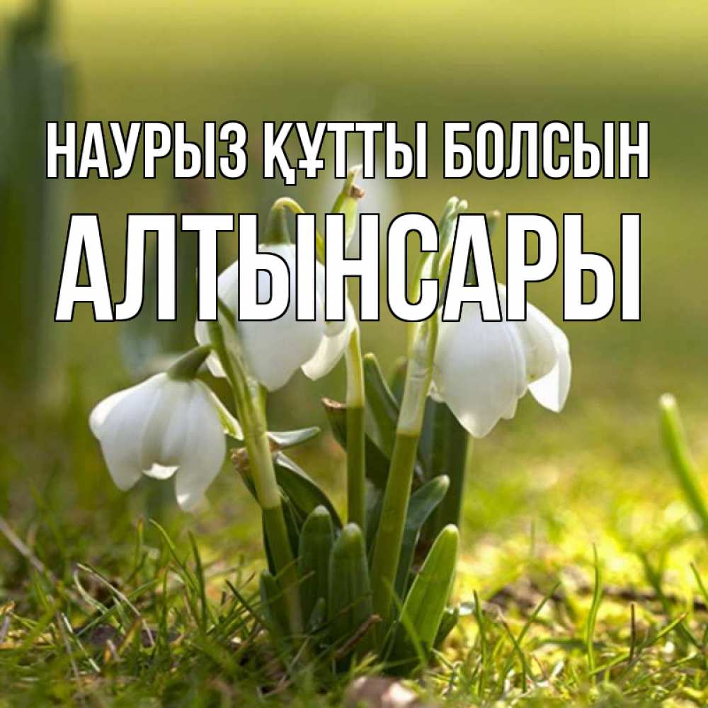 Күн сайын ашық хат с именем, Алтынсары Наурыз құтты болсын ранние цветы 2 Онлайн тегін жүктеп алу тілектері бар керемет карта 