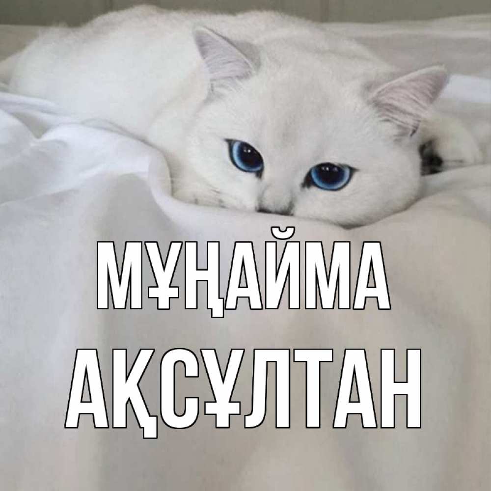 Күн сайын ашық хат с именем, Ақсұлтан Мұңайма белый кот с голубыми глазами на белоснежной кровати Онлайн тегін жүктеп алу тілектері бар керемет карта 