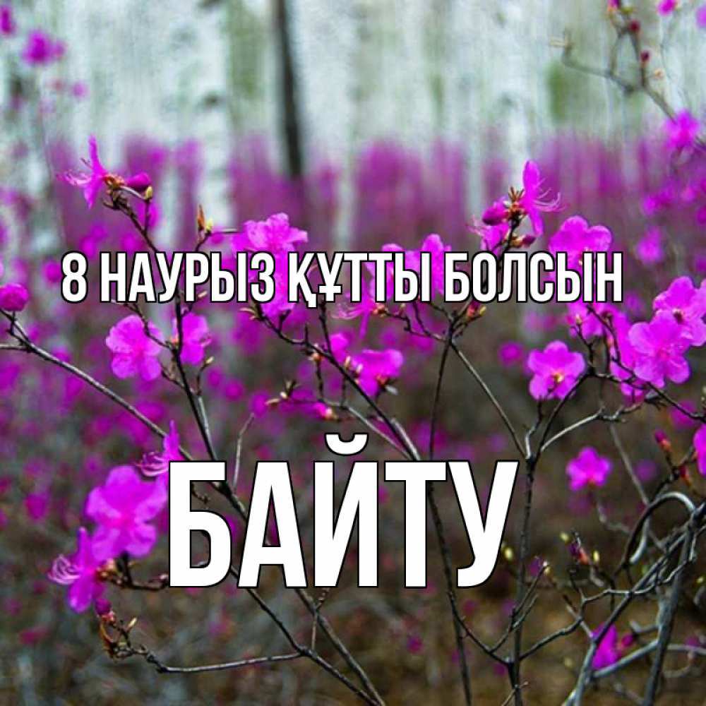 Күн сайын ашық хат с именем, Байту 8 наурыз құтты болсын дикие цветы Онлайн тегін жүктеп алу тілектері бар керемет карта 