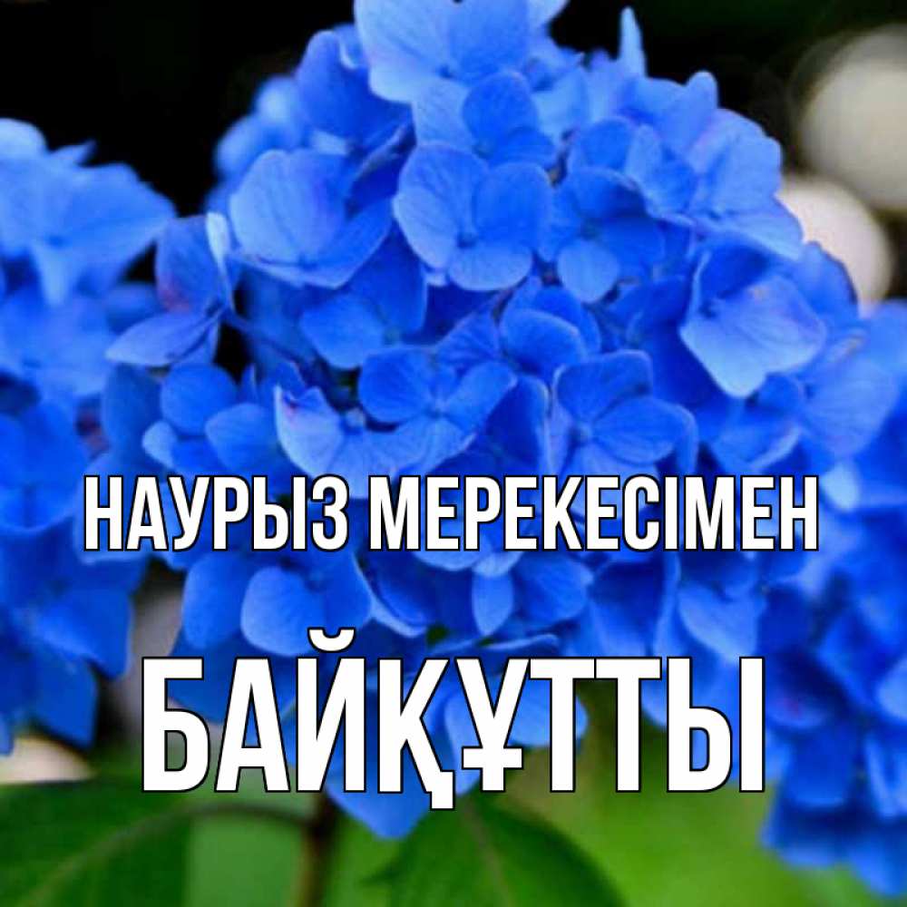 Күн сайын ашық хат с именем, Байқұтты Наурыз мерекесімен синие цветы Онлайн тегін жүктеп алу тілектері бар керемет карта 
