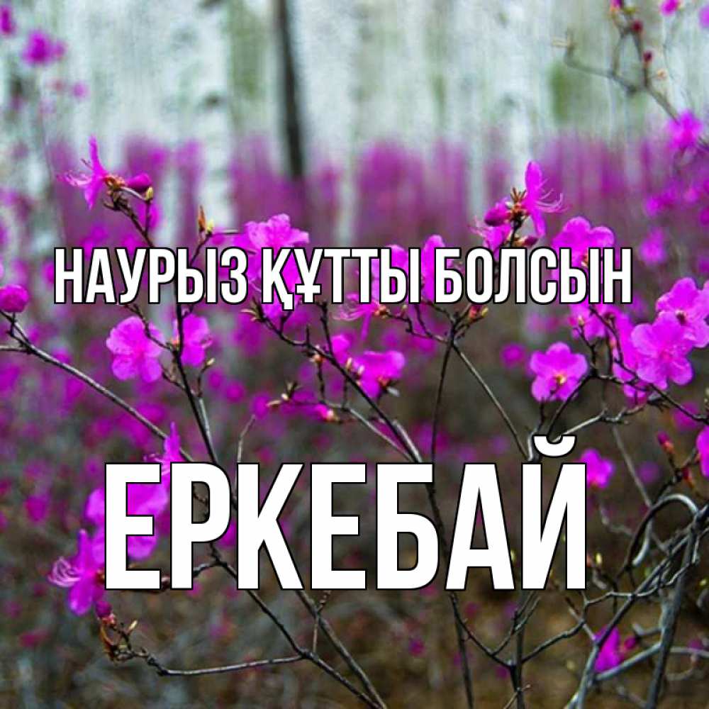Күн сайын ашық хат с именем, Еркебай Наурыз құтты болсын дикие цветы Онлайн тегін жүктеп алу тілектері бар керемет карта 