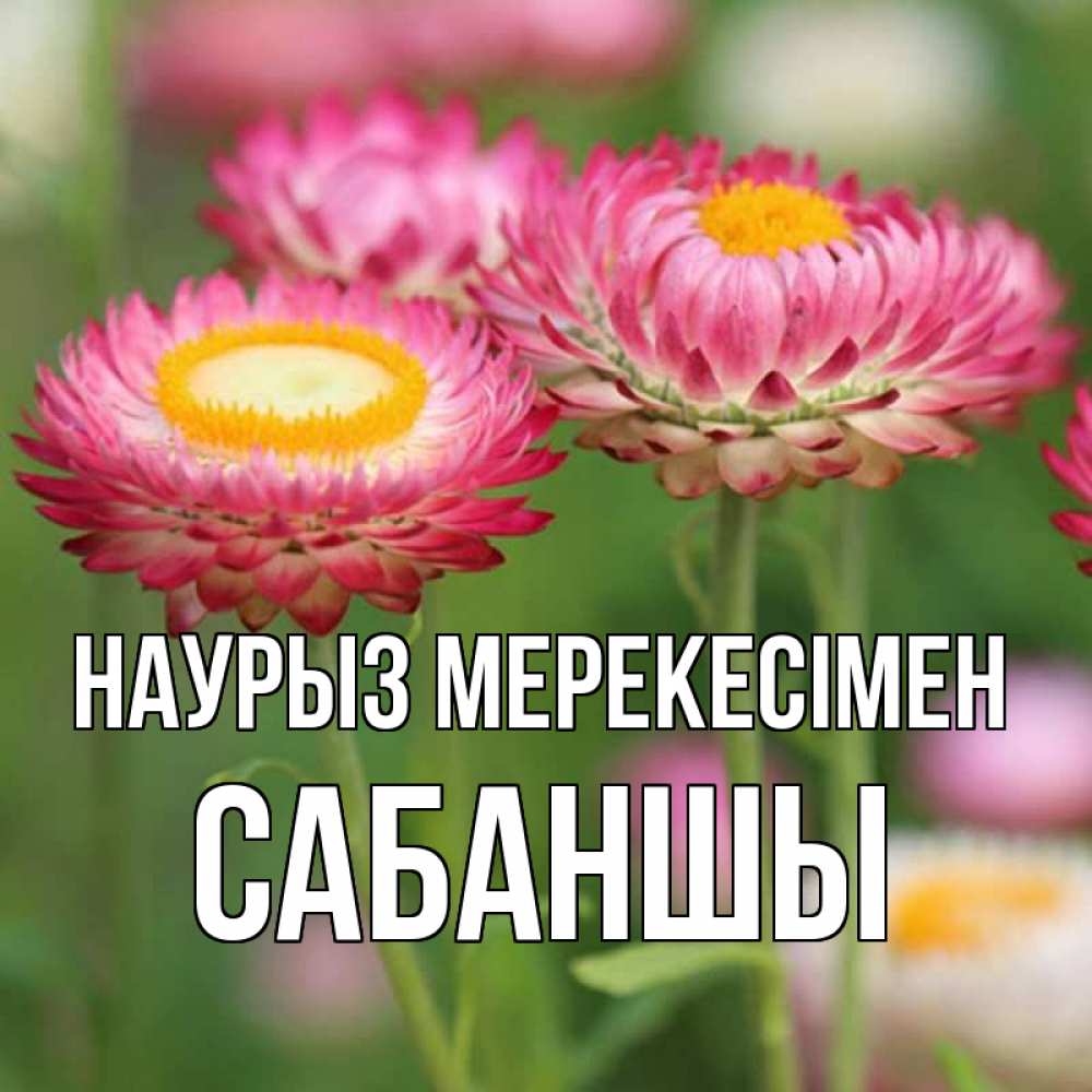 Күн сайын ашық хат с именем, САБАНШЫ Наурыз мерекесімен подарок на международный женский день Онлайн тегін жүктеп алу тілектері бар керемет карта 