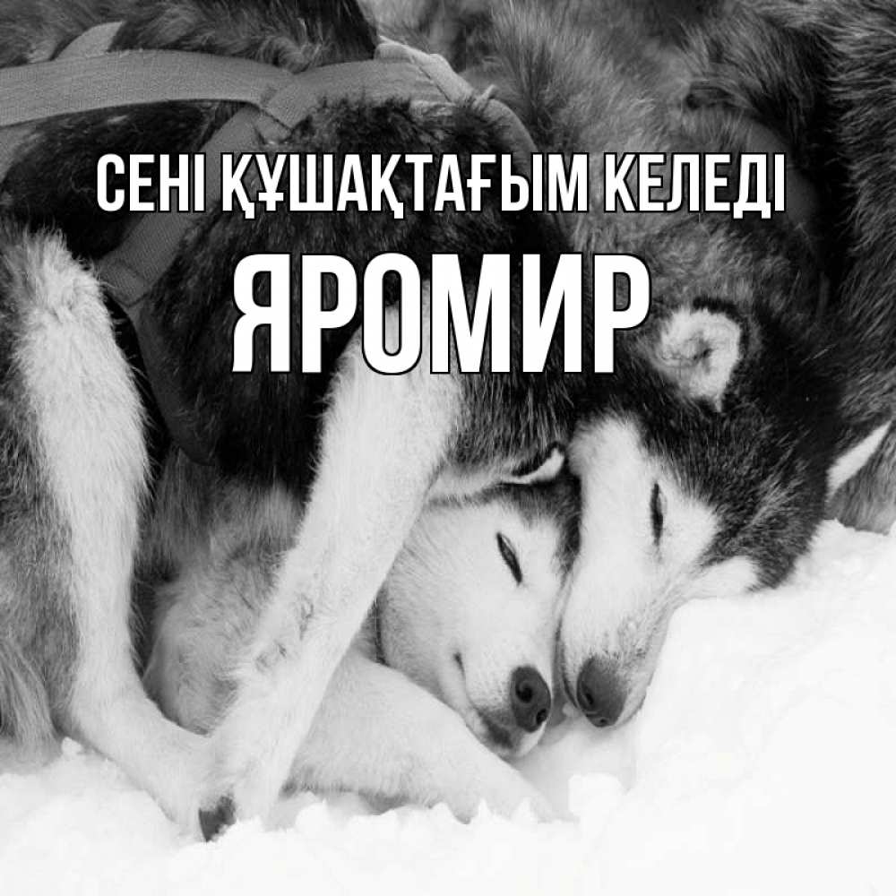 Күн сайын ашық хат с именем, Яромир сені құшақтағым келеді собачки в упряжке Онлайн тегін жүктеп алу тілектері бар керемет карта 