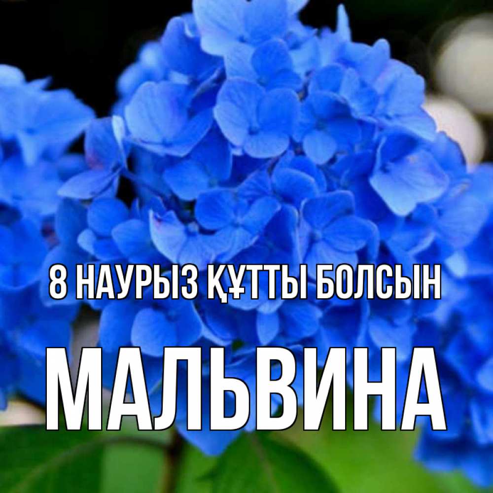 Күн сайын ашық хат с именем, Мальвина 8 наурыз құтты болсын синие цветы Онлайн тегін жүктеп алу тілектері бар керемет карта 