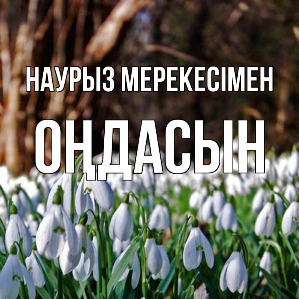 Күн сайын ашық хат с именем, ОҢДАСЫН Наурыз мерекесімен с подснежниками 1 Онлайн тегін жүктеп алу тілектері бар керемет карта 