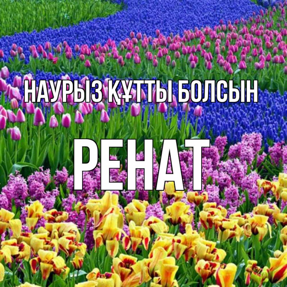 Күн сайын ашық хат с именем, РЕНАТ Наурыз құтты болсын цветы Онлайн тегін жүктеп алу тілектері бар керемет карта 