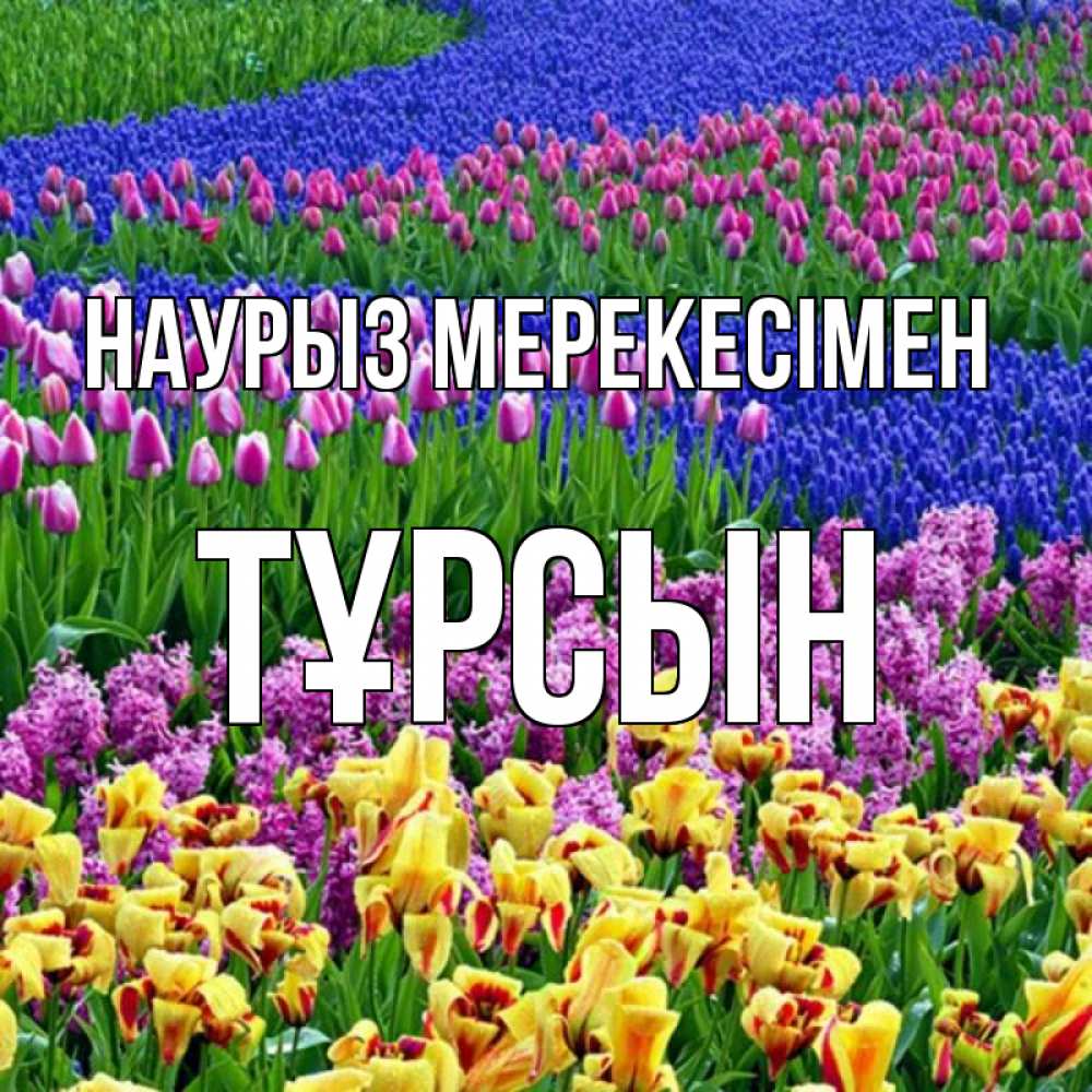 Күн сайын ашық хат с именем, ТҰРСЫН Наурыз мерекесімен цветы Онлайн тегін жүктеп алу тілектері бар керемет карта 