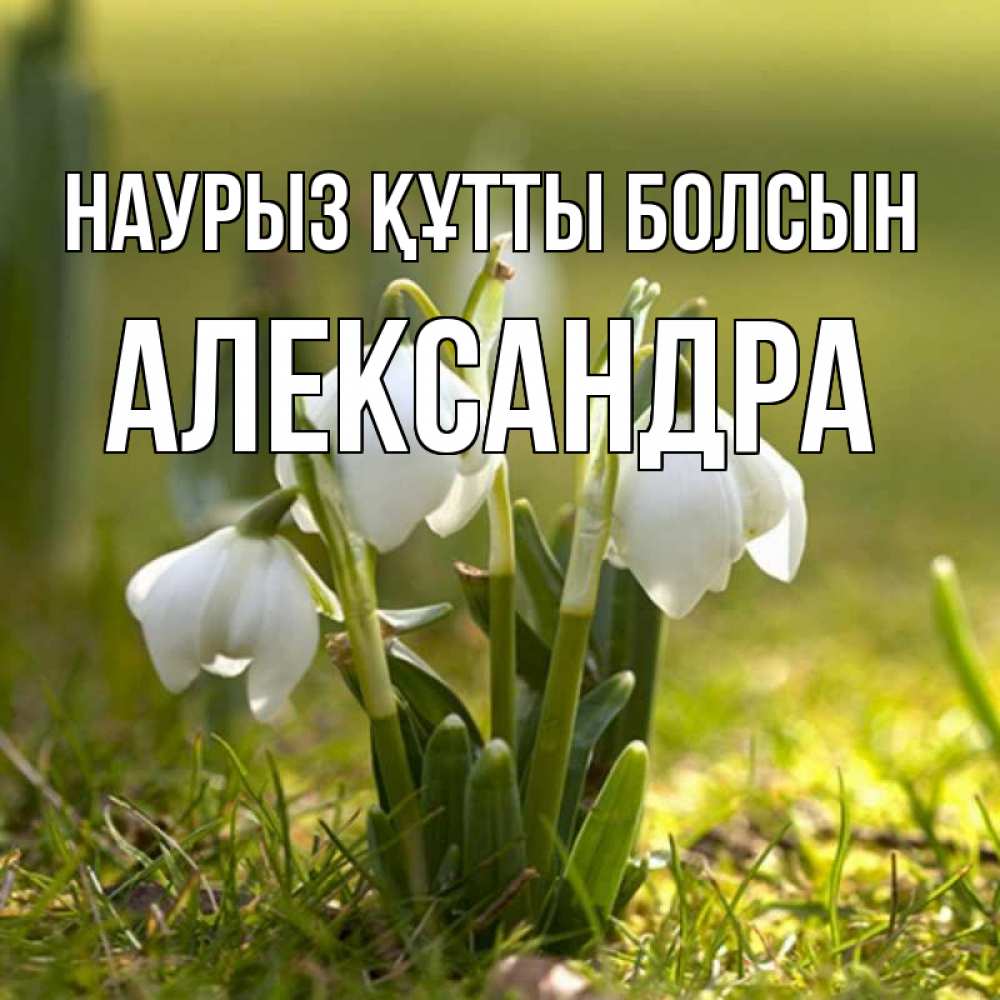 Күн сайын ашық хат с именем, Александра Наурыз құтты болсын ранние цветы 2 Онлайн тегін жүктеп алу тілектері бар керемет карта 