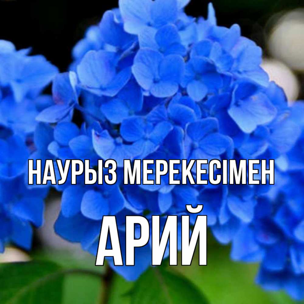 Күн сайын ашық хат с именем, Арий Наурыз мерекесімен синие цветы Онлайн тегін жүктеп алу тілектері бар керемет карта 