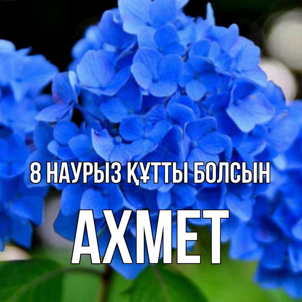Күн сайын ашық хат с именем, Ахмет 8 наурыз құтты болсын синие цветы Онлайн тегін жүктеп алу тілектері бар керемет карта 