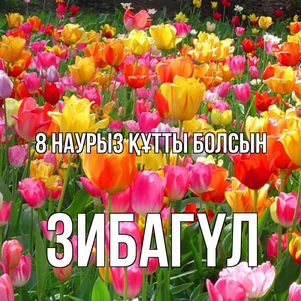 Күн сайын ашық хат с именем, ЗИБАГҮЛ 8 наурыз құтты болсын на международный женский день Онлайн тегін жүктеп алу тілектері бар керемет карта 