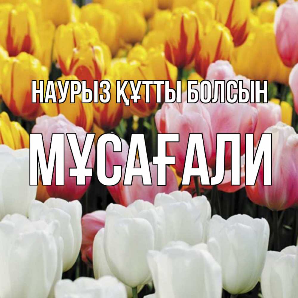 Күн сайын ашық хат с именем, Мұсағали Наурыз құтты болсын разноцветные цветы Онлайн тегін жүктеп алу тілектері бар керемет карта 