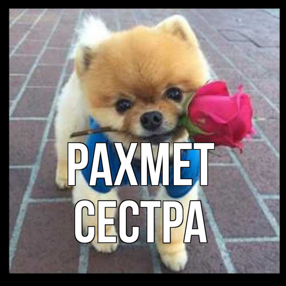 Күн сайын ашық хат с именем, Сестра рахмет спасибо и дарю тебе цветок Онлайн тегін жүктеп алу тілектері бар керемет карта 