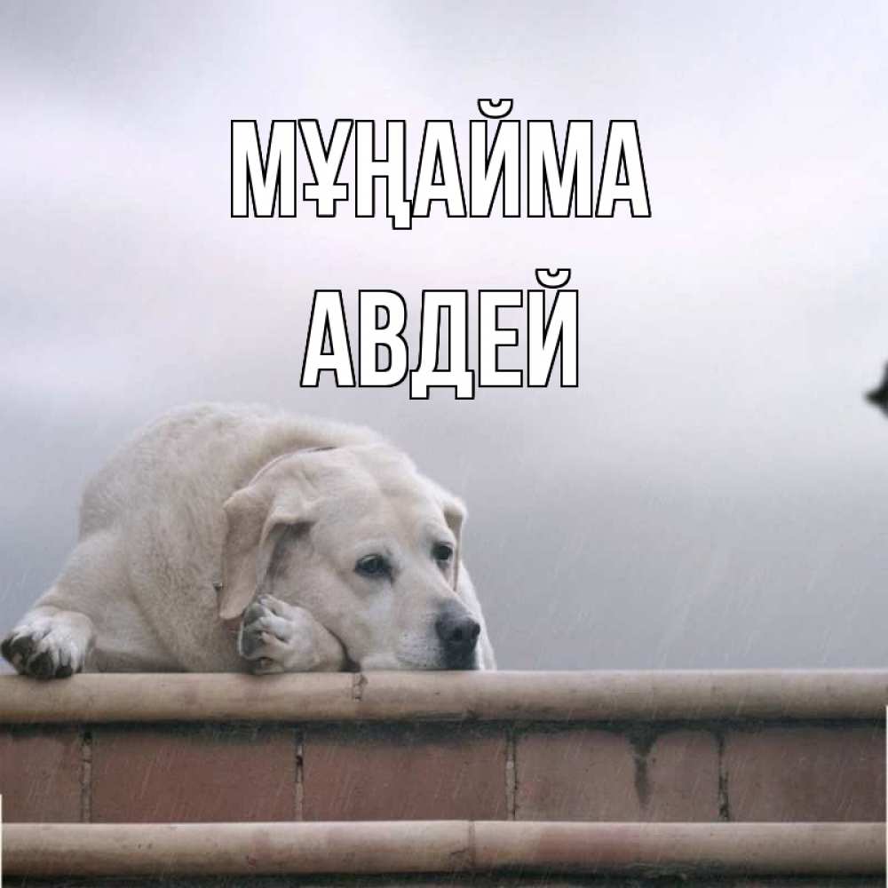 Күн сайын ашық хат с именем, Авдей Мұңайма белый пес 1 Онлайн тегін жүктеп алу тілектері бар керемет карта 