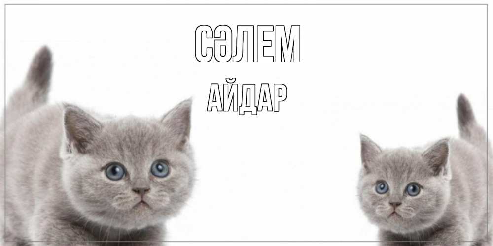 Күн сайын ашық хат с именем, Айдар Сәлем коты Онлайн тегін жүктеп алу тілектері бар керемет карта 