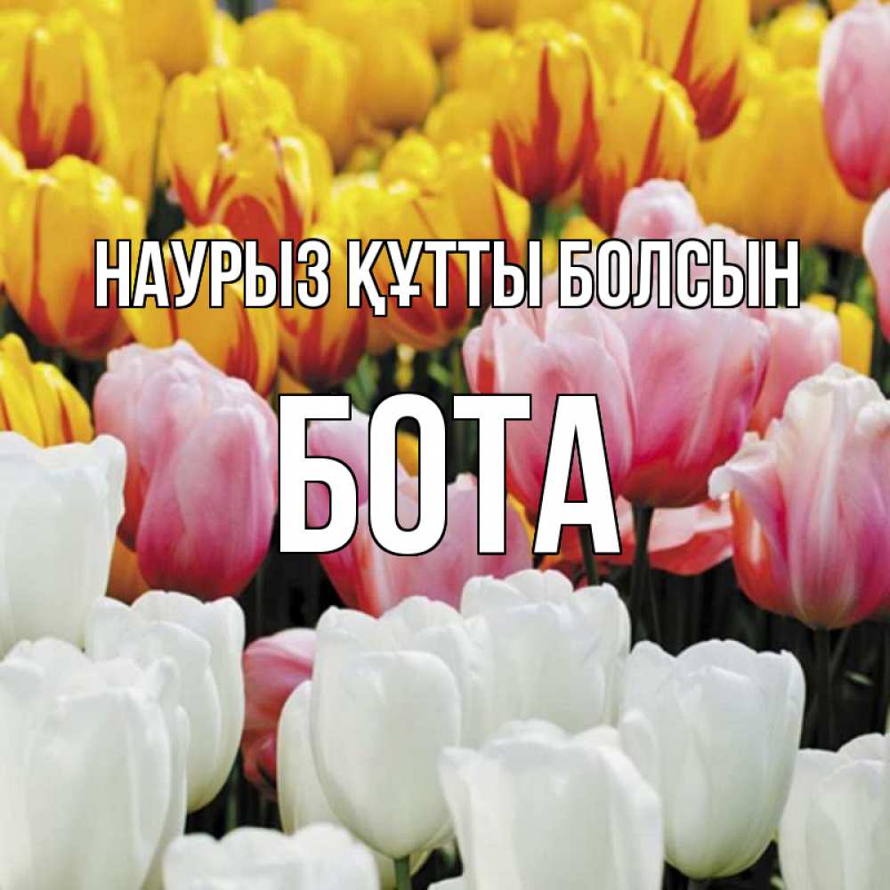 Күн сайын ашық хат с именем, БОТА Наурыз құтты болсын разноцветные цветы Онлайн тегін жүктеп алу тілектері бар керемет карта 