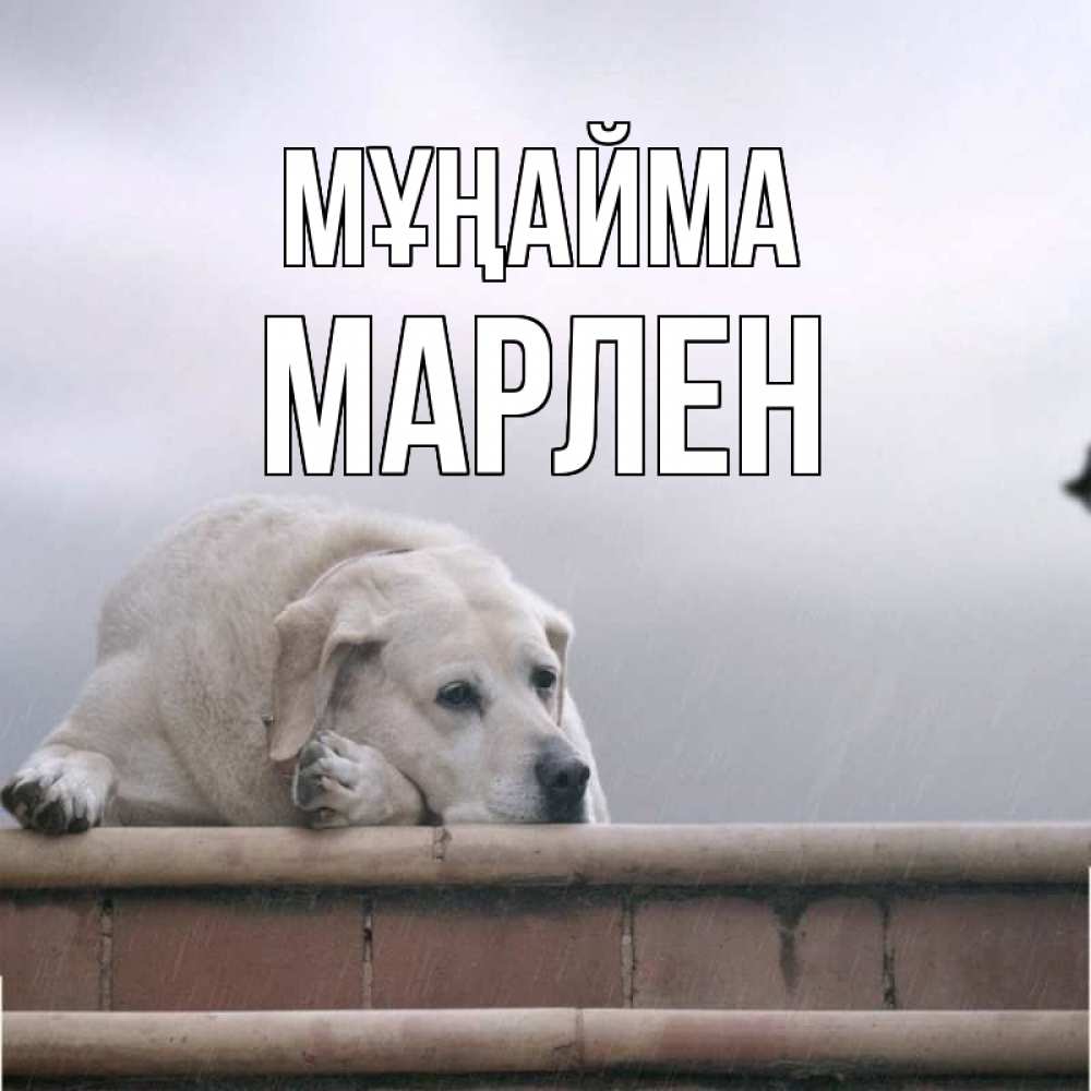 Күн сайын ашық хат с именем, МАРЛЕН Мұңайма белый пес 1 Онлайн тегін жүктеп алу тілектері бар керемет карта 
