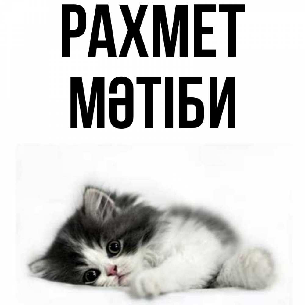 Күн сайын ашық хат с именем, МӘТІБИ рахмет черный и белый кот Онлайн тегін жүктеп алу тілектері бар керемет карта 