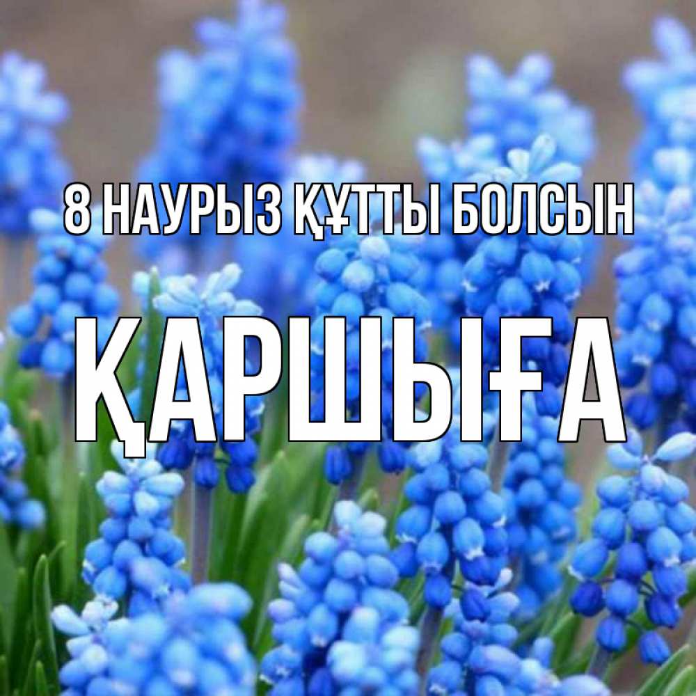 Күн сайын ашық хат с именем, Қаршыға 8 наурыз құтты болсын Поздравительная открытка для женщин с цветами на праздничную дату Онлайн тегін жүктеп алу тілектері бар керемет карта 
