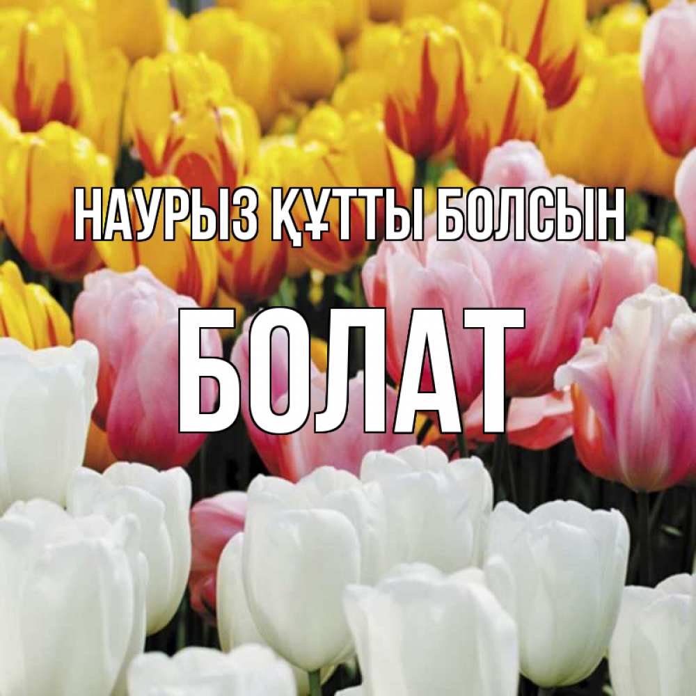 Күн сайын ашық хат с именем, Болат Наурыз құтты болсын разноцветные цветы Онлайн тегін жүктеп алу тілектері бар керемет карта 