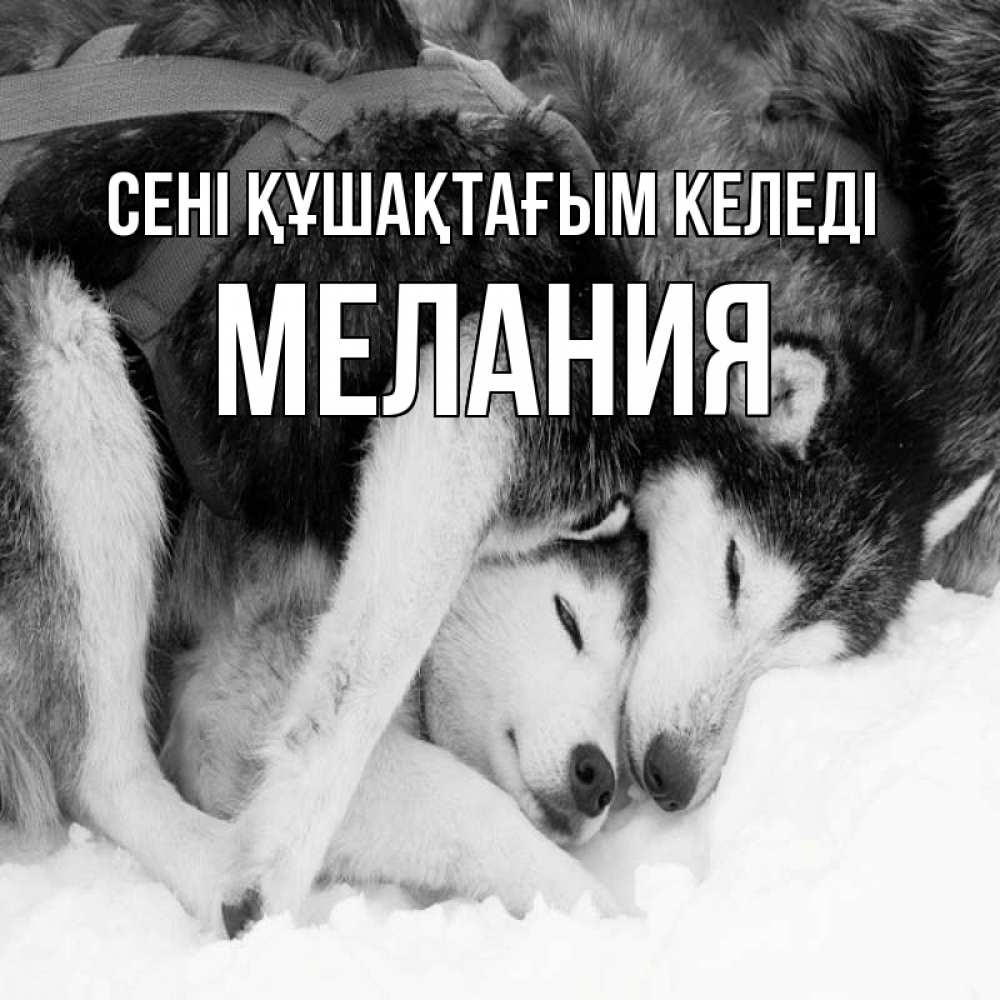 Күн сайын ашық хат с именем, Мелания сені құшақтағым келеді собачки в упряжке Онлайн тегін жүктеп алу тілектері бар керемет карта 