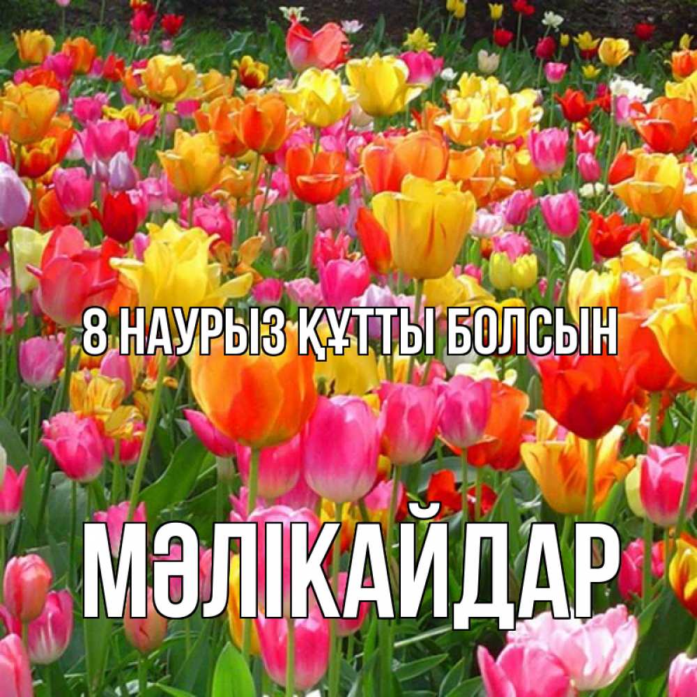 Күн сайын ашық хат с именем, МӘЛІКАЙДАР 8 наурыз құтты болсын на международный женский день Онлайн тегін жүктеп алу тілектері бар керемет карта 