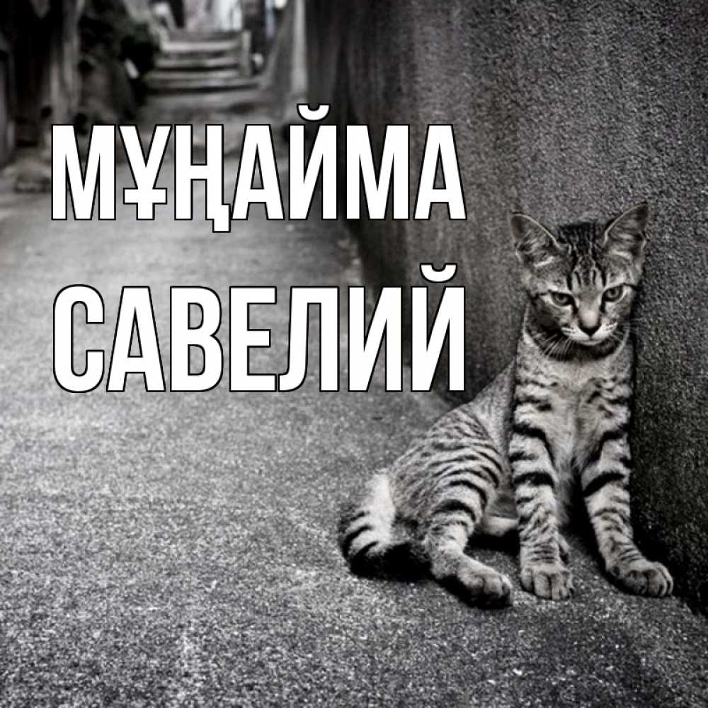 Күн сайын ашық хат с именем, Савелий Мұңайма скучающий котик Онлайн тегін жүктеп алу тілектері бар керемет карта 