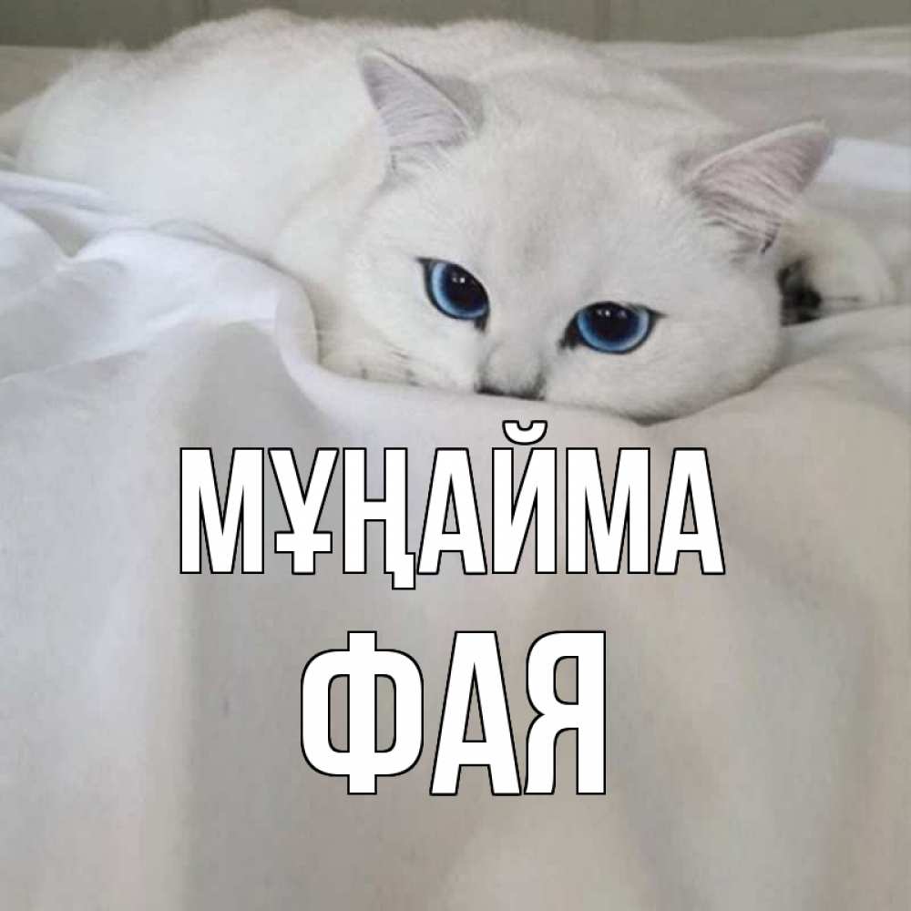 Күн сайын ашық хат с именем, Фая Мұңайма белый кот с голубыми глазами на белоснежной кровати Онлайн тегін жүктеп алу тілектері бар керемет карта 