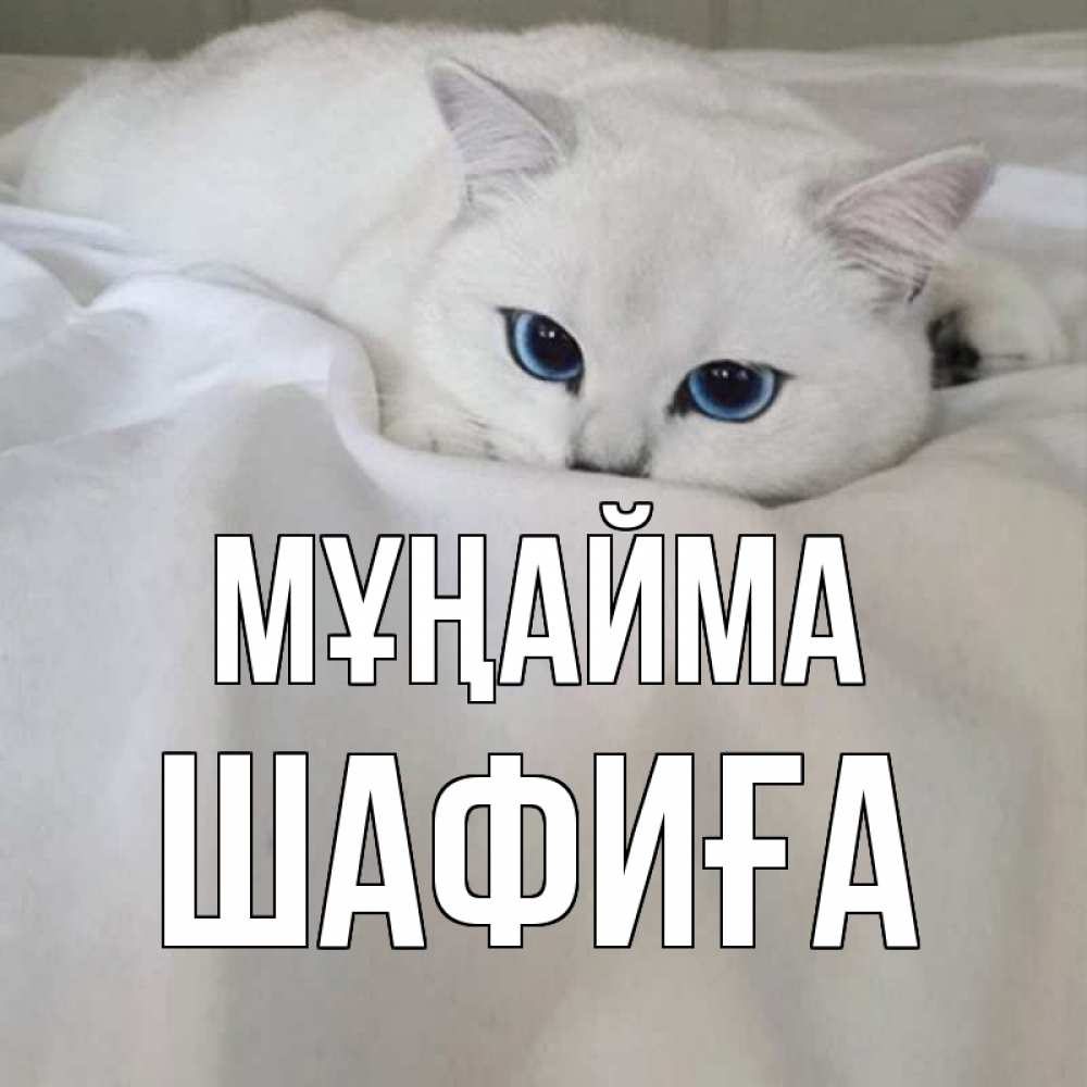 Күн сайын ашық хат с именем, ШАФИҒА Мұңайма белый кот с голубыми глазами на белоснежной кровати Онлайн тегін жүктеп алу тілектері бар керемет карта 