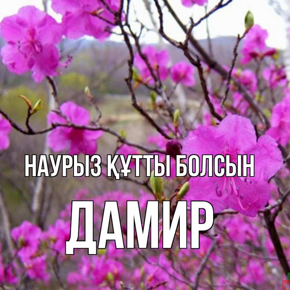 Күн сайын ашық хат с именем, Дамир Наурыз құтты болсын наурыз мейрамы кутты болсын Онлайн тегін жүктеп алу тілектері бар керемет карта 