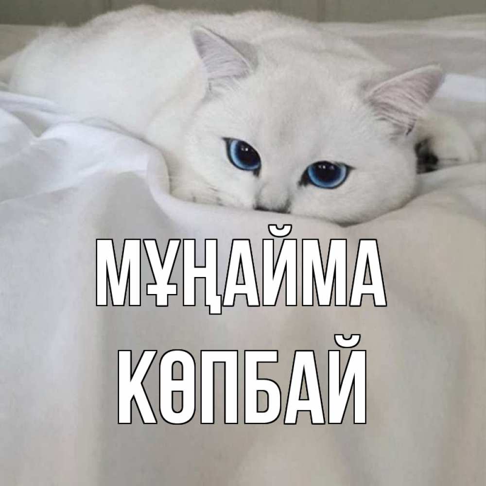 Күн сайын ашық хат с именем, Көпбай Мұңайма белый кот с голубыми глазами на белоснежной кровати Онлайн тегін жүктеп алу тілектері бар керемет карта 