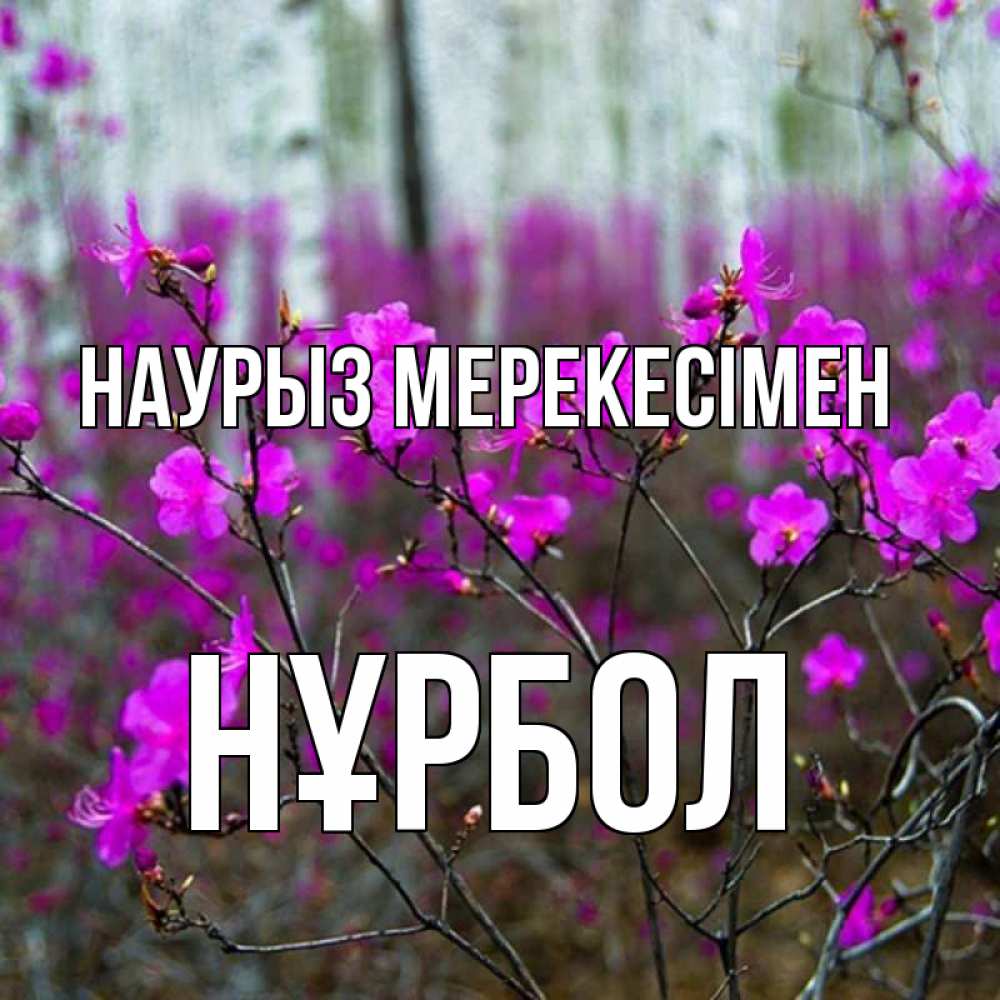 Күн сайын ашық хат с именем, НҰРБОЛ Наурыз мерекесімен дикие цветы Онлайн тегін жүктеп алу тілектері бар керемет карта 