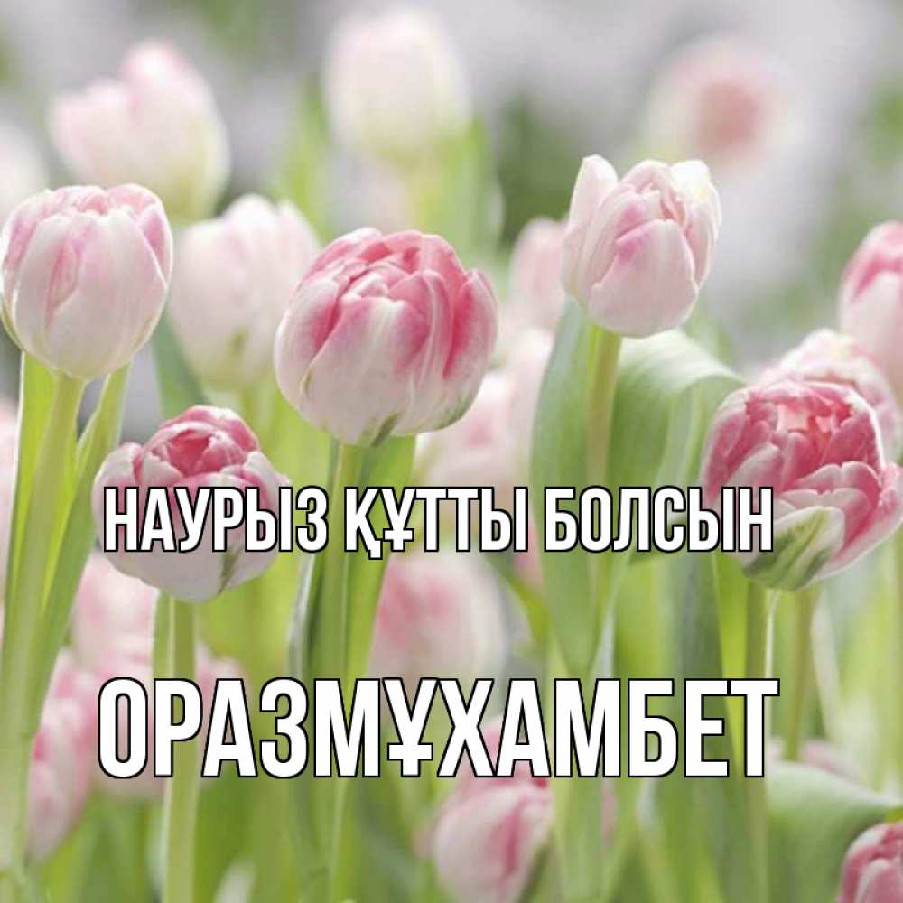 Күн сайын ашық хат с именем, ОРАЗМҰХАМБЕТ Наурыз құтты болсын цветы Онлайн тегін жүктеп алу тілектері бар керемет карта 
