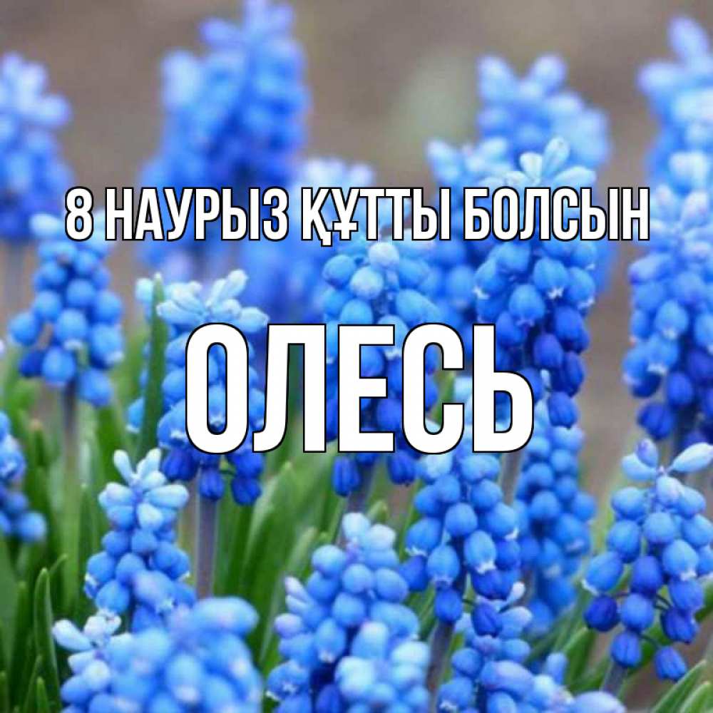 Күн сайын ашық хат с именем, Олесь 8 наурыз құтты болсын Поздравительная открытка для женщин с цветами на праздничную дату Онлайн тегін жүктеп алу тілектері бар керемет карта 