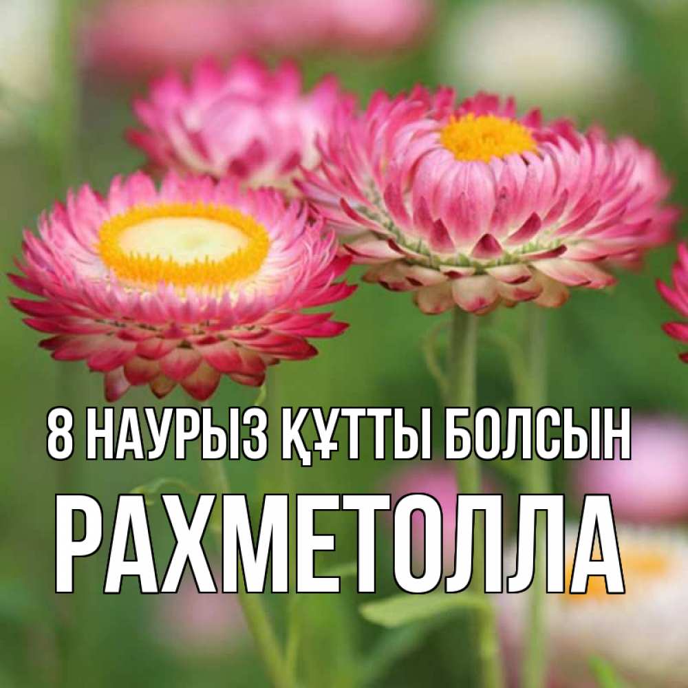 Күн сайын ашық хат с именем, РАХМЕТОЛЛА 8 наурыз құтты болсын подарок на международный женский день Онлайн тегін жүктеп алу тілектері бар керемет карта 