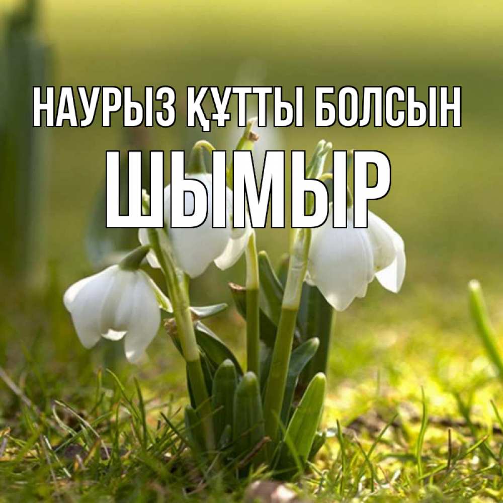 Күн сайын ашық хат с именем, ШЫМЫР Наурыз құтты болсын ранние цветы 2 Онлайн тегін жүктеп алу тілектері бар керемет карта 
