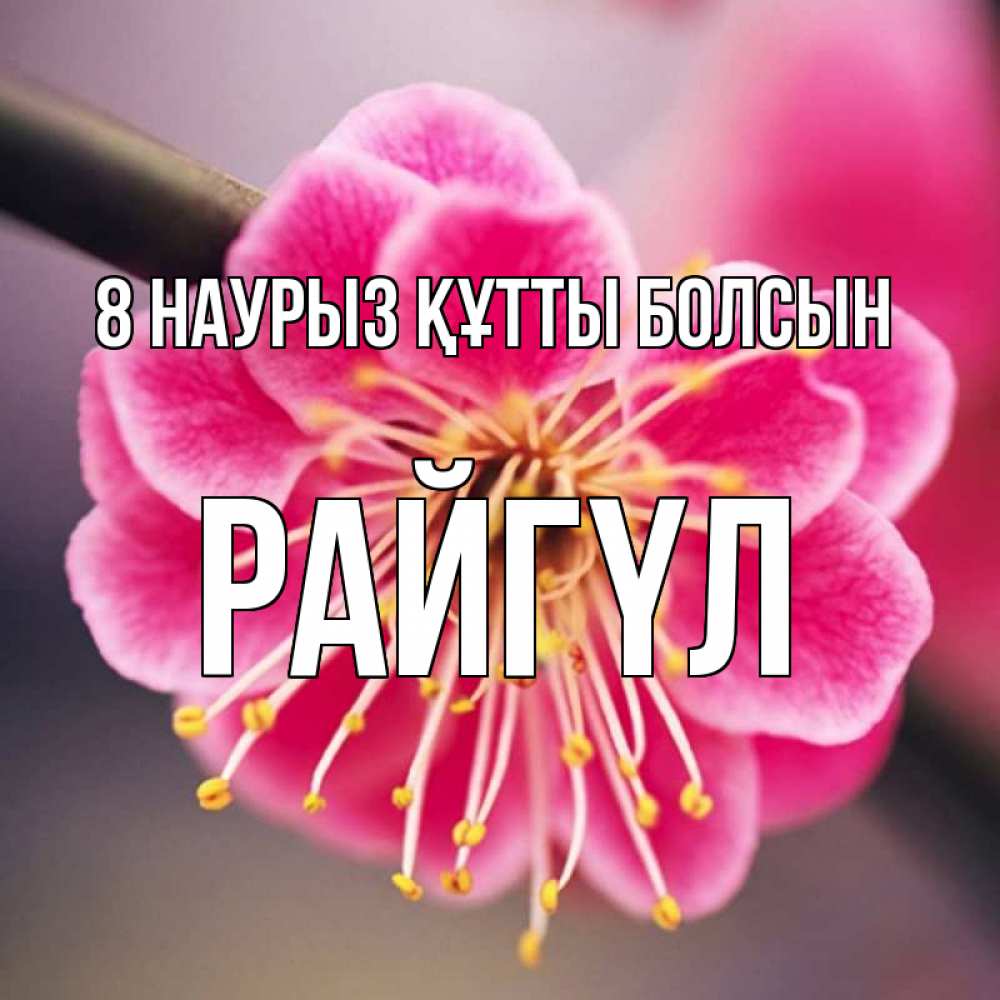 Күн сайын ашық хат с именем, РАЙГҮЛ 8 наурыз құтты болсын цветы Онлайн тегін жүктеп алу тілектері бар керемет карта 