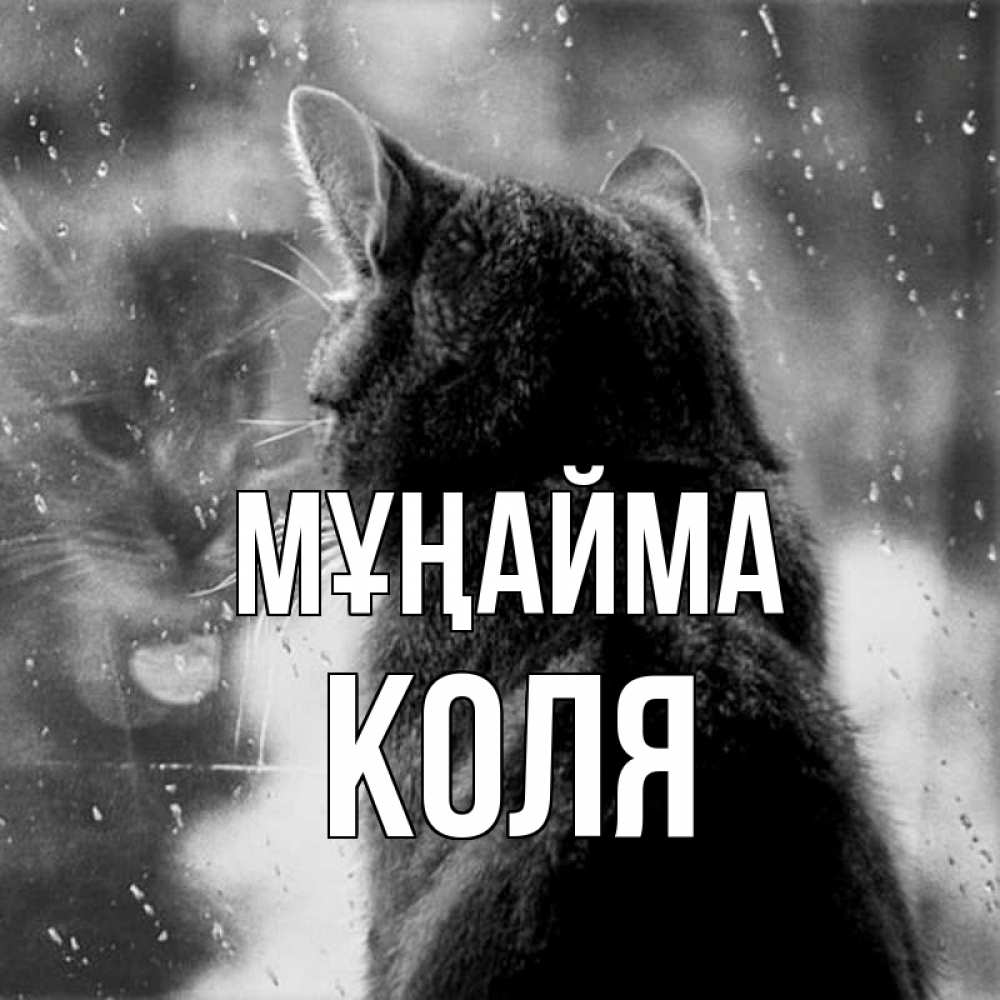 Күн сайын ашық хат с именем, Коля Мұңайма отражение кота 1 Онлайн тегін жүктеп алу тілектері бар керемет карта 
