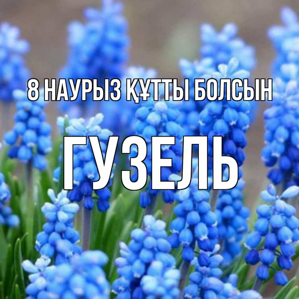 Күн сайын ашық хат с именем, Гузель 8 наурыз құтты болсын Поздравительная открытка для женщин с цветами на праздничную дату Онлайн тегін жүктеп алу тілектері бар керемет карта 
