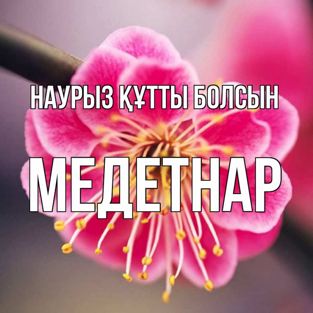 Күн сайын ашық хат с именем, МЕДЕТНАР Наурыз құтты болсын цветы Онлайн тегін жүктеп алу тілектері бар керемет карта 