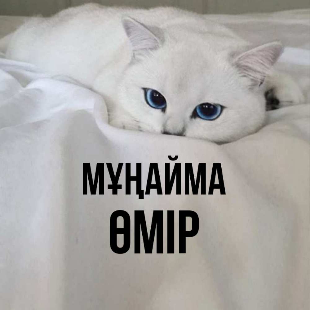 Күн сайын ашық хат с именем, ӨМІР Мұңайма Голубоглазая кошка Онлайн тегін жүктеп алу тілектері бар керемет карта 