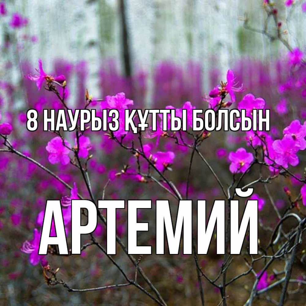 Күн сайын ашық хат с именем, Артемий 8 наурыз құтты болсын дикие цветы Онлайн тегін жүктеп алу тілектері бар керемет карта 