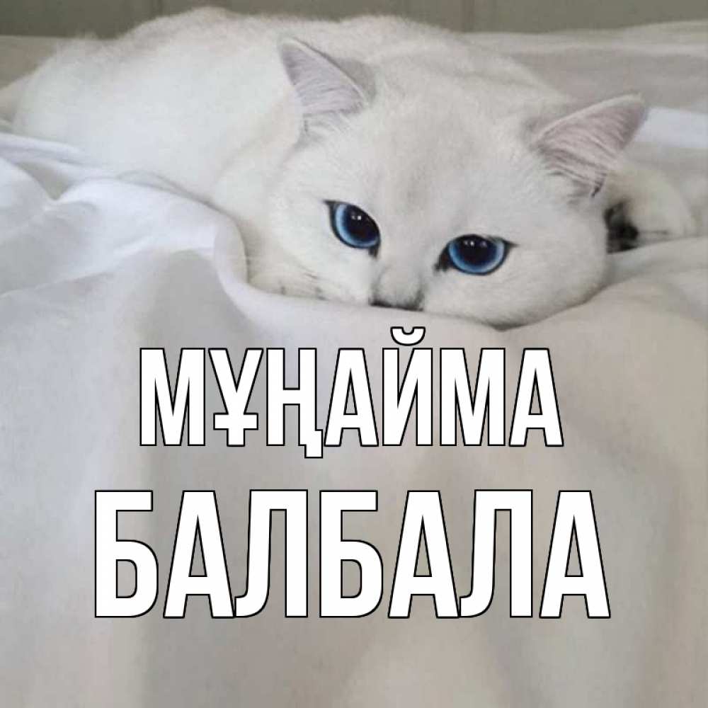 Күн сайын ашық хат с именем, БАЛБАЛА Мұңайма белый кот с голубыми глазами на белоснежной кровати Онлайн тегін жүктеп алу тілектері бар керемет карта 