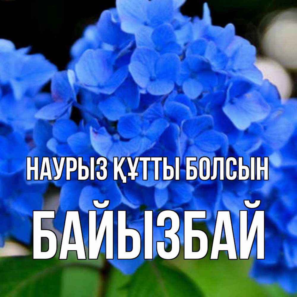 Күн сайын ашық хат с именем, Байызбай Наурыз құтты болсын синие цветы Онлайн тегін жүктеп алу тілектері бар керемет карта 
