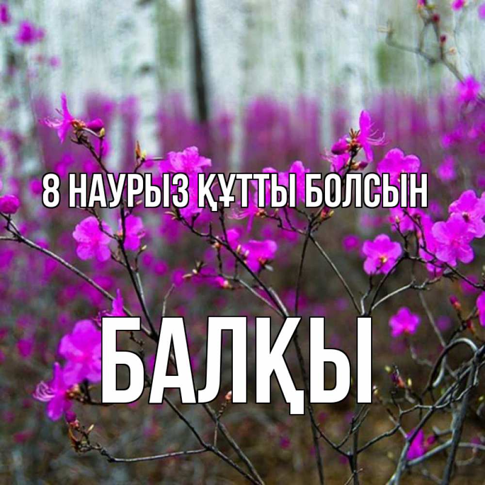 Күн сайын ашық хат с именем, Балқы 8 наурыз құтты болсын дикие цветы Онлайн тегін жүктеп алу тілектері бар керемет карта 