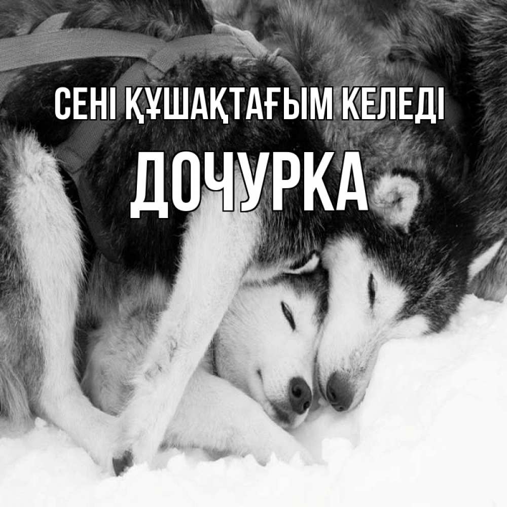 Күн сайын ашық хат с именем, Дочурка сені құшақтағым келеді собачки в упряжке Онлайн тегін жүктеп алу тілектері бар керемет карта 
