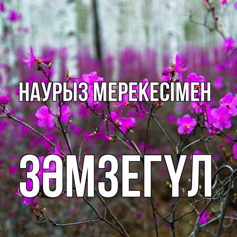 Күн сайын ашық хат с именем, ЗӘМЗЕГҮЛ Наурыз мерекесімен дикие цветы Онлайн тегін жүктеп алу тілектері бар керемет карта 