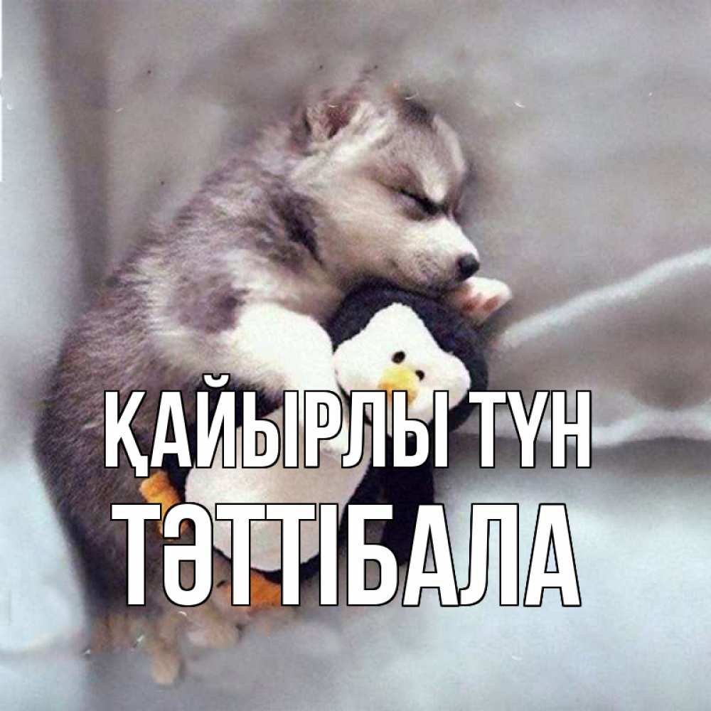 Күн сайын ашық хат с именем, ТӘТТІБАЛА Қайырлы түн обнимашки щенка и пингвина Онлайн тегін жүктеп алу тілектері бар керемет карта 
